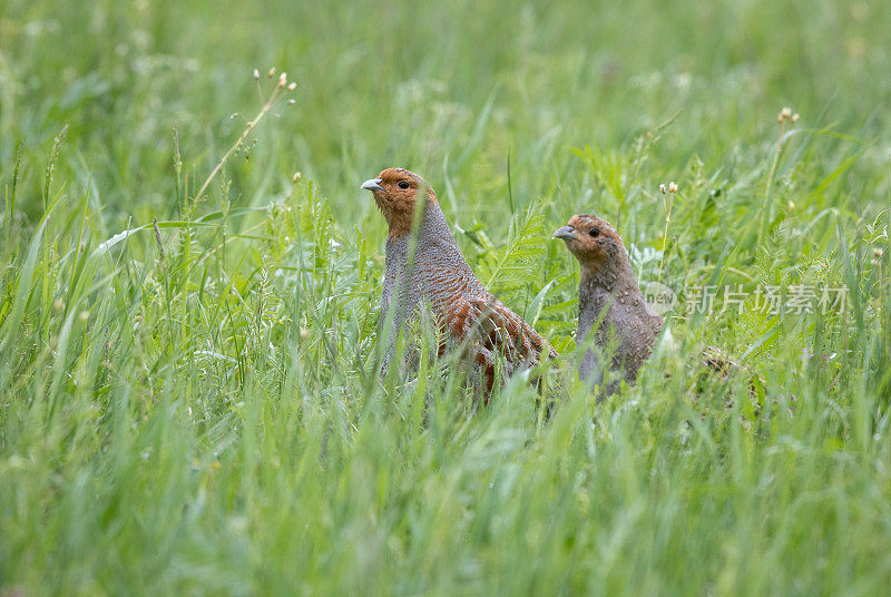 一对灰鹧鸪(Perdix Perdix)